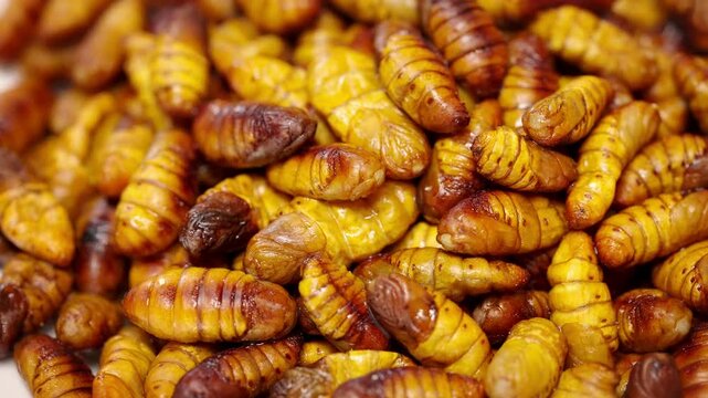 Golden silkworm pupa on Chinese background