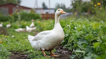 Free-range duck farm with sustainable water management and high-quality breeding programs