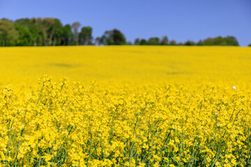 Obraz premium 北海道安平町、黄色いじゅうたんに染まる菜の花畑【5月】