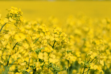 北海道安平町、満開の菜の花【5月】