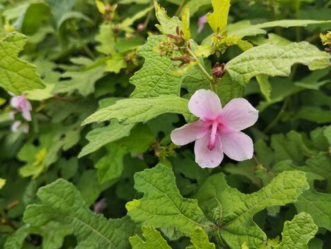 Caesar weed flower (Urena lobata) blossom in outdoor garden 