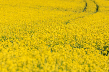 北海道安平町、黄色いじゅうたんに染まる菜の花畑【5月】