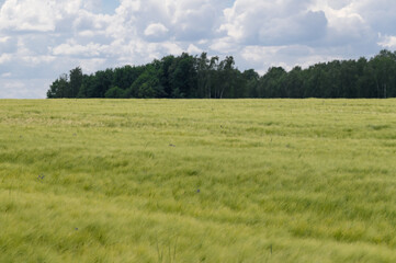 Wiejski krajobraz ze złocisto żółtym rosnącym na polu pod lasem zbożem, rolnictwo na obszarach wiejskich piękny krajobraz  © Paweł Kacperek