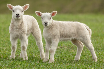 Lambs in Springtime, close up of two cute twin lambs in Springtime, stood in lush green meadow, facing front, one with her tongue poking out. Horizontal. Copy space