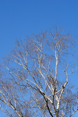 Common birch in the winter