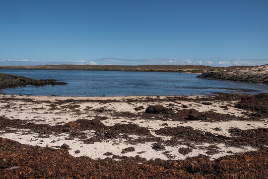 Caleta Beatriz, playa en la costa norte de Fuerteventura. Multitud de algas como alimentos. 