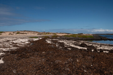 Caleta Beatriz, playa en la costa norte de Fuerteventura. Multitud de algas como alimentos. 