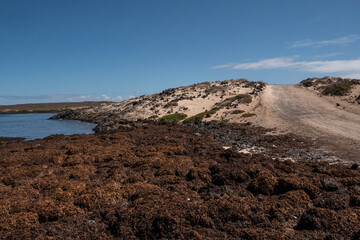 Caleta Beatriz, playa en la costa norte de Fuerteventura. Multitud de algas como alimentos. 