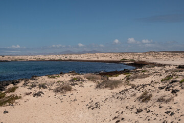 Caleta Beatriz, playa en la costa norte de Fuerteventura. Multitud de algas como alimentos. 