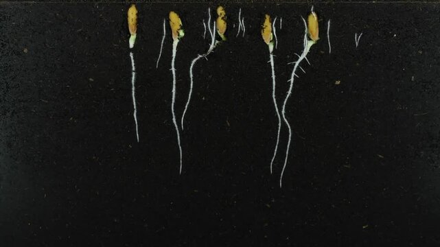 Germinating and growing melon seEds in rhizobox