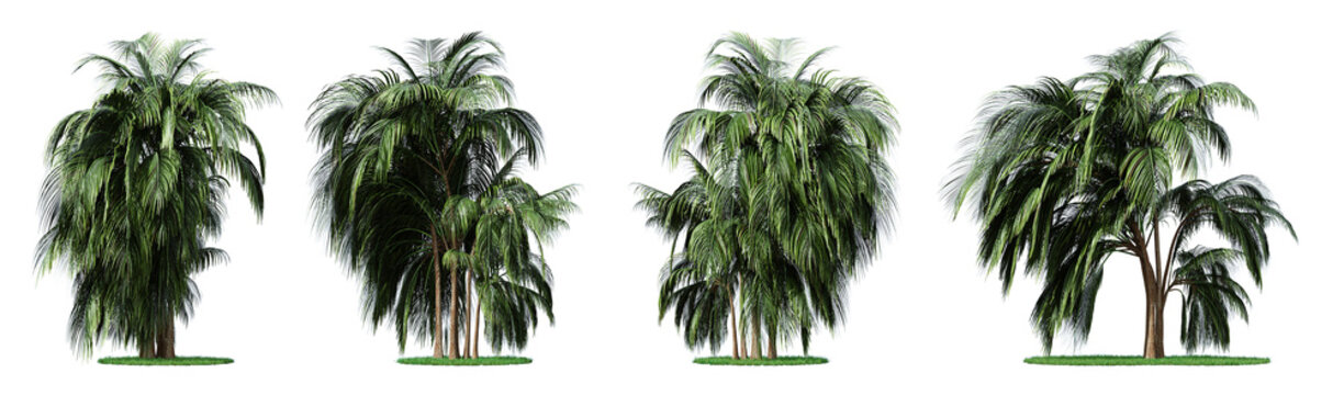 Nature and tropical forest concept. Green palm tree isolated on transparent background. 3d rendering illustration. PNG format