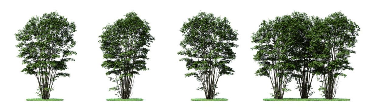 Nature and tropical forest concept. Green Amelanchier tree isolated on transparent background. 3d rendering illustration. PNG format