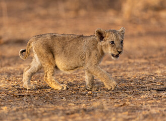 lion cub panthera leo