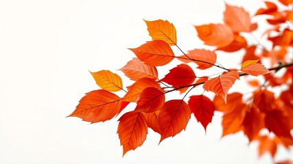 "Vibrant Parthenocissus Quinquefolia Autumn Leaves