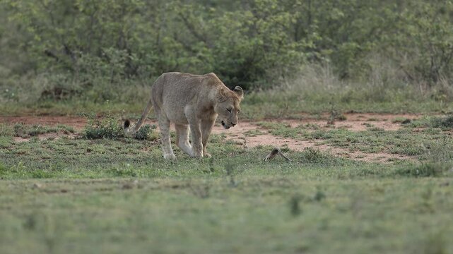 Injured pregnant African lion hobbles, limps across Kruger NP savanna