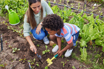 Above, field trip and woman with school boy on farm for agricultural sustainability in countryside. Education, learning or work experience with child and teacher outdoor for gardening or study