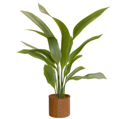 Vibrant potted plant, indoor foliage
