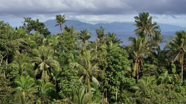 A crane-style aerial shot emerges from behind lush palm trees in Punta Bilar, Surigao del Norte, revealing Surigao Strait and Panaon Island on an overcast day.