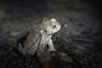 Night image of a Natterjack toad in its habitat