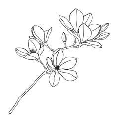 Tropical magnolia flowers branch. Beautiful line illustration. 