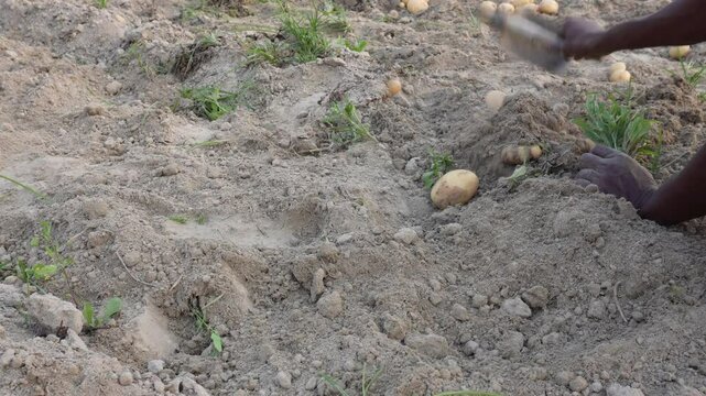 A person is plucking potatoes from the soil with a hand spade