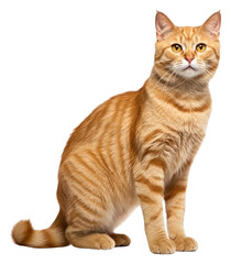 Fototapeta premium PNG Mammal animal pet relaxation.