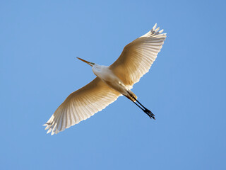 White heron flying with spresd wings 