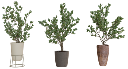 Three potted decorative trees in planters
