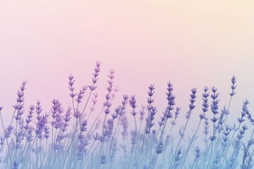 A calming gradient of lavender and mint. Featuring lavender fading into mint