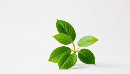 Fototapeta premium Single vibrant green plant, isolated on pure white backdrop, environment, asset