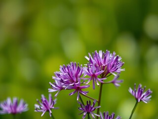 Obraz premium Vibrant Purple Allium Schoenoprasum Wild Chives in Bloom - Stunning Floral Photography