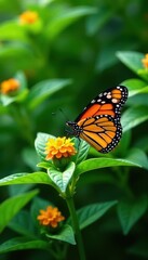 Fototapeta premium Vibrant monarch butterflies on lush green foliage, fauna, vibrant, pattern