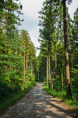 화창한 가을날에 울창한 삼나무숲 산책길.