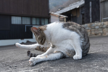 毛づくろいをする可愛い野良猫	