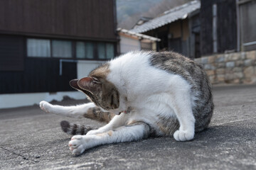 毛づくろいをする可愛い野良猫	