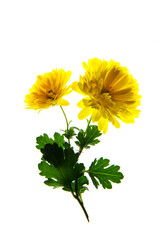 빛이 투과된 아름다운 국화꽃.