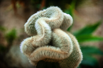 Beautiful cactus in the garden.Cactus Opuntia leucotricha Plant with Spines Close Up. 