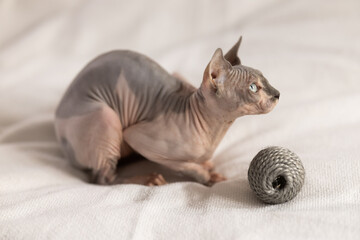 Portrait of sphinx cat with play ball