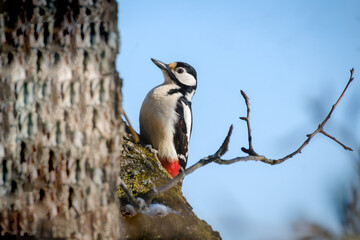 Great spotted woodpecker on a tree trunk
