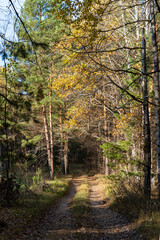 Pine trees in the forest.