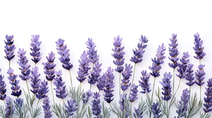 Naklejka premium An Elegant Arrangement of Lavender Blossoms in Watercolor Enveloping a Pristine White Background for an Inviting Decoration