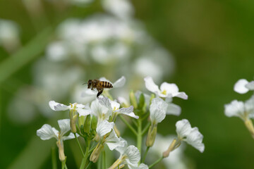 Honeybee on raphanus caudatus (rat-tail radish)