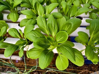 see pak choy vegetables up close