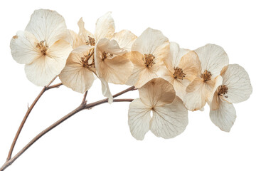 Delicate dried hydrangea flowers on a transparent background