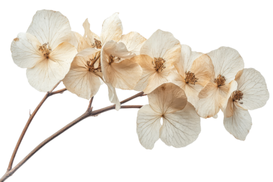 Delicate dried hydrangea flowers on a transparent background