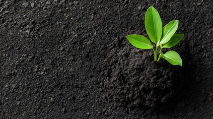 Naklejka premium Sustainable Organic Food for an Eco-Friendly Lifestyle, A small green plant sprouts from dark soil, symbolizing growth and renewal.