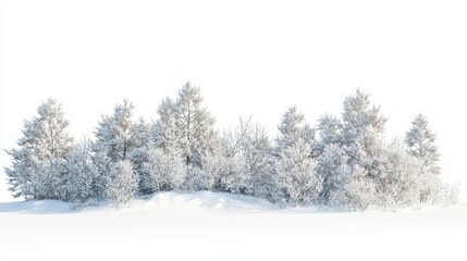 Fototapeta premium Snow-covered winter forest with frosty texture isolated on white background