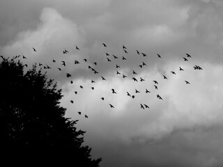 winged shadows