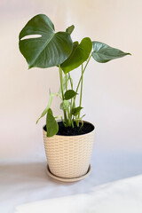 Monstera Plant in a Pot