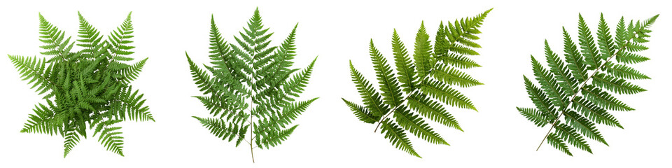 A collection of vibrant intricate fern fronds in shades of green creating a serene and peaceful natural scene